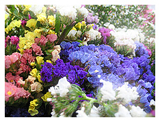 colors bursting in the flowers being sold in the town market