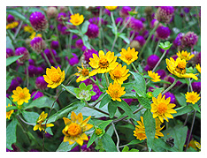 purple and yellow flowers growing by the sidewalk