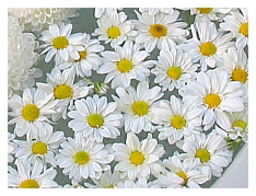 lazy daisies floating on a bowl =)