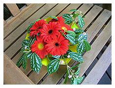 happy cheerful gerberas sitting on a chair =)
