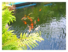 according to kelvin, koi fish are lucky