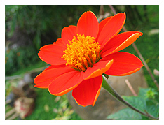 vibrant orange flower